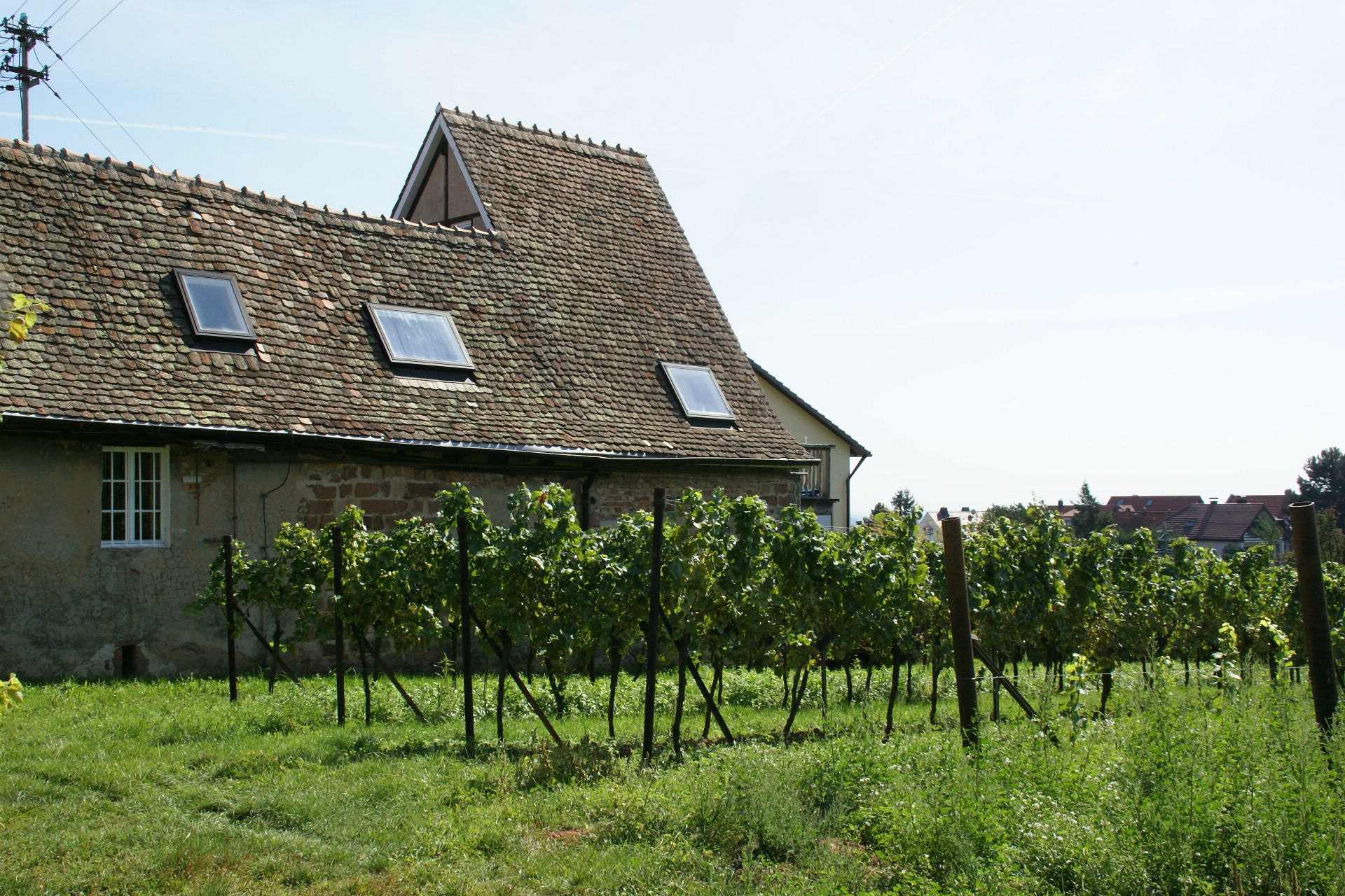 photo of Wine Degustation activity
