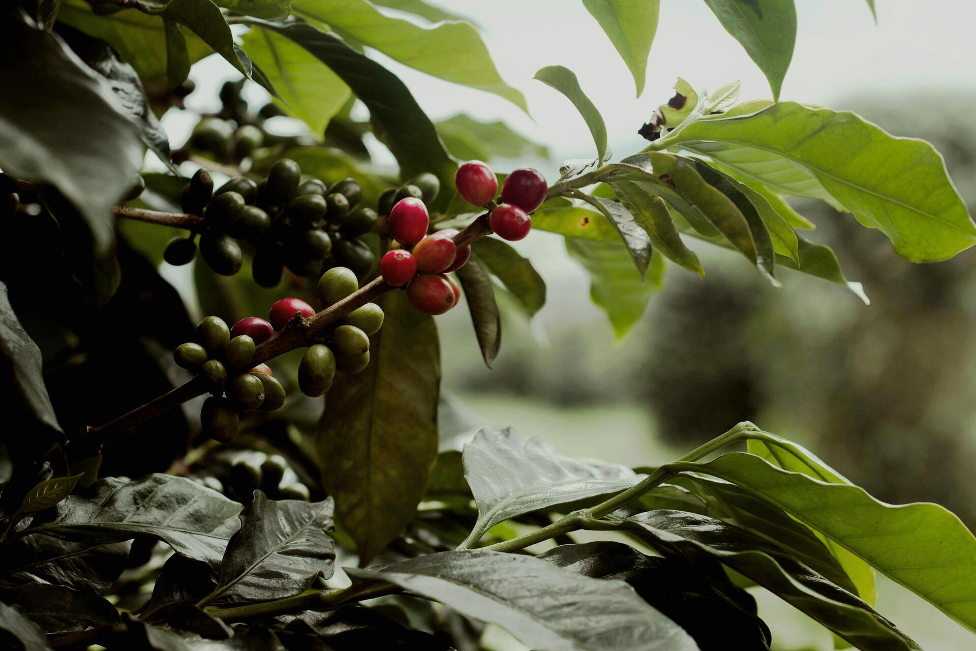 photo of Experiencia en una plantación de café activity