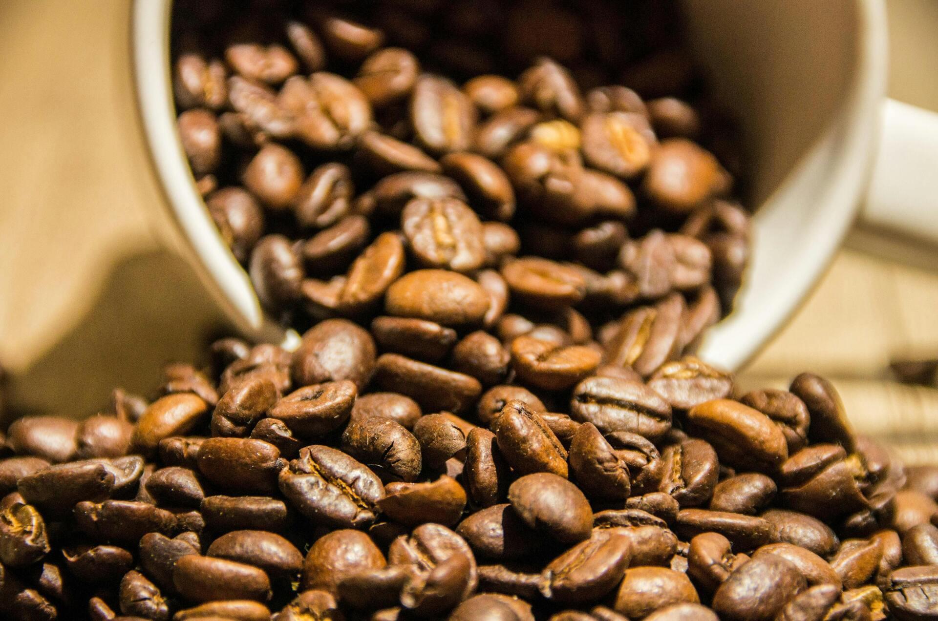 photo of Experiencia en una plantación de café activity